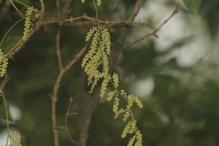 Dioscorea pentaphylla